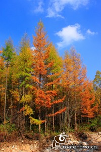 阿拉维斯客场对阵比利亚雷亚尔，胜负难料！
